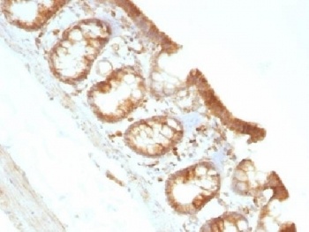 Moesin Antibody [MSN/491]