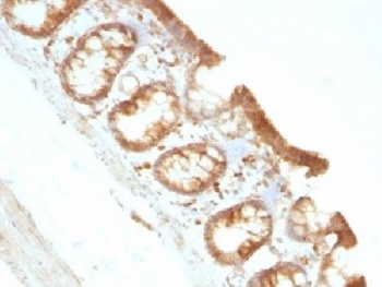 MSN Antibody