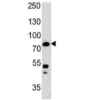 MSN Antibody