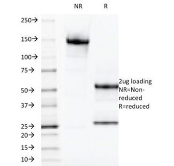 LGALS13 Antibody