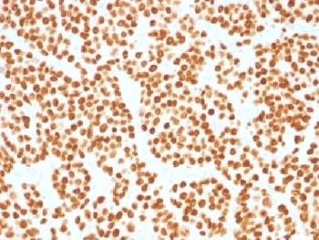 FOXA1 Antibody