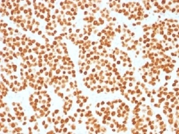FOXA1 Antibody