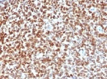 NKX2-2 Antibody