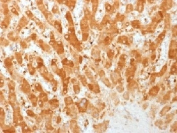 GJB1 Antibody