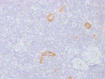 Connexin 32 Antibody [GJB1/1753]