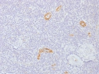 GJB1 Antibody