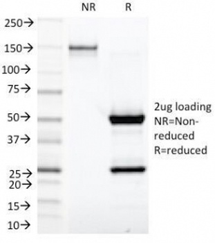 IGKC Antibody