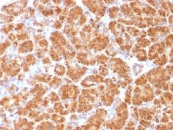 CLTA, CLTB Antibody