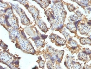 LGALS13 Antibody