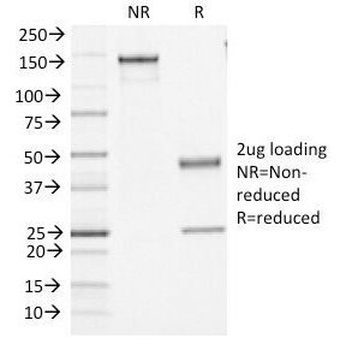 PTPRC Antibody