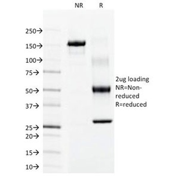 KRT15 Antibody