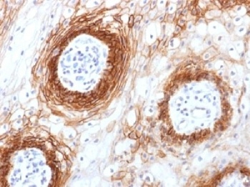 CD44 Antibody