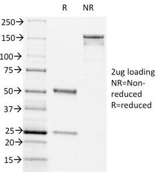 CD44 Antibody