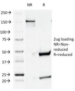 CD44 Antibody