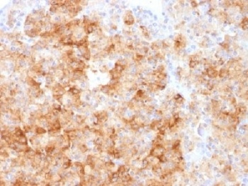 CHGA Antibody