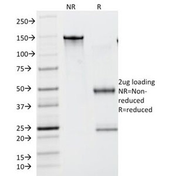 IGLV1-51, cycH Antibody