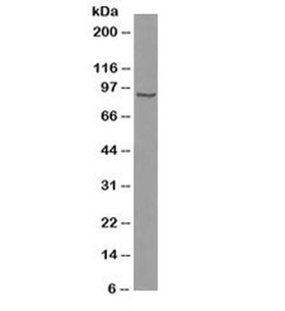CTNNB1 Antibody