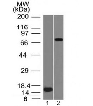 MMP2 Antibody