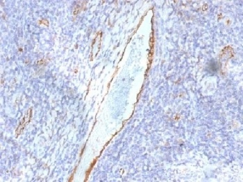 VWF Antibody