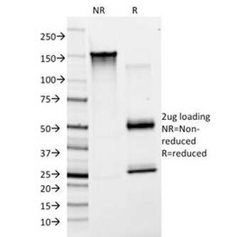 VWF Antibody