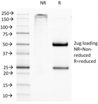 ITGAX Antibody