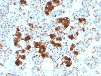 POMC Antibody