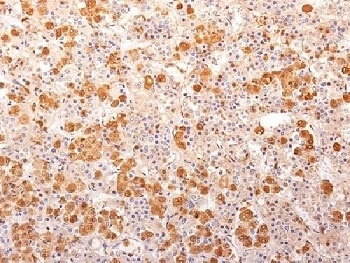 POMC Antibody