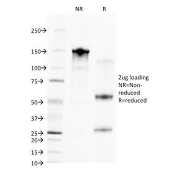 POMC Antibody