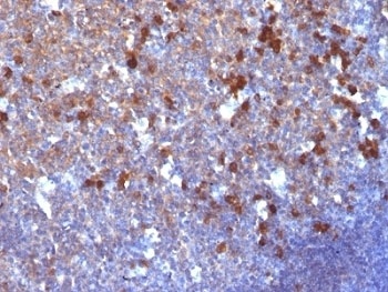 IGHG1, IGHG2, IGHG3, IGHG4 Antibody