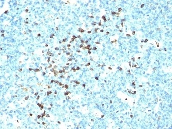 IGHM Antibody