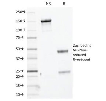 KRT76 Antibody