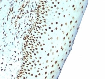 Nuclear Marker Antibody [NM106]