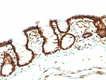 Nuclear Marker Antibody [NM106]