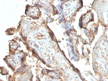 CGA Antibody