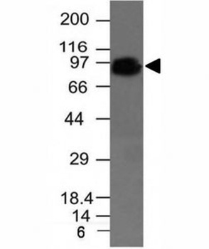 CD44 Antibody