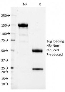 CD37 Antibody