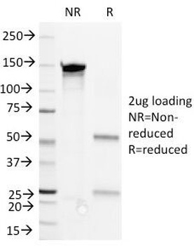 CD36 Antibody [1E8.]