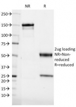 CD36 Antibody [185-1G2]