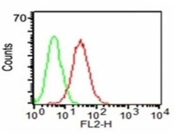 CD34 Antibody