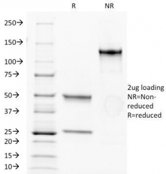 CD34 Antibody