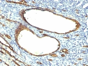 CD34 Antibody
