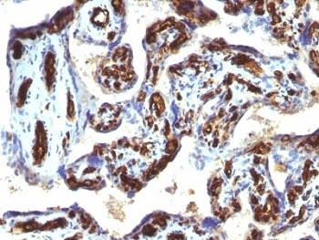 CD34 Antibody