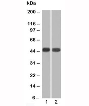 NAPSA Antibody