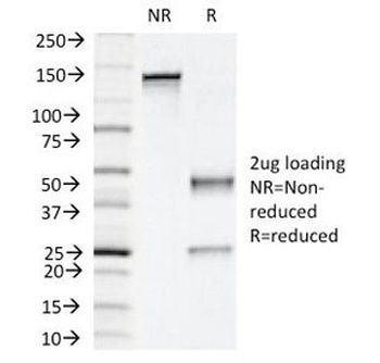 NAPSA Antibody