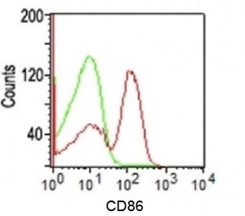 CD86 Antibody