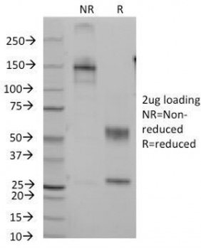CD7 Antibody