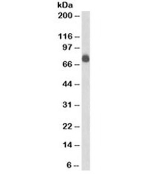 CD84 Antibody