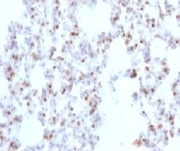 NKX2-1 Antibody