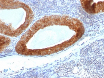TGFB1, TGFB3, TGFB2 Antibody