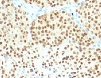 SOX10 Antibody [SPM607]